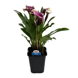 H-E-B Texas Roots Calla Lily - Purple