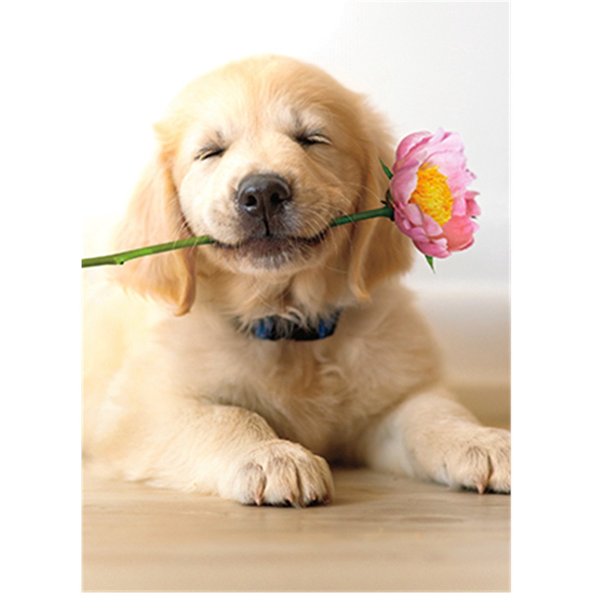 slide 1 of 1, Avanti Card Mothers Day Golden Puppy with Pink Flower, 1 ct
