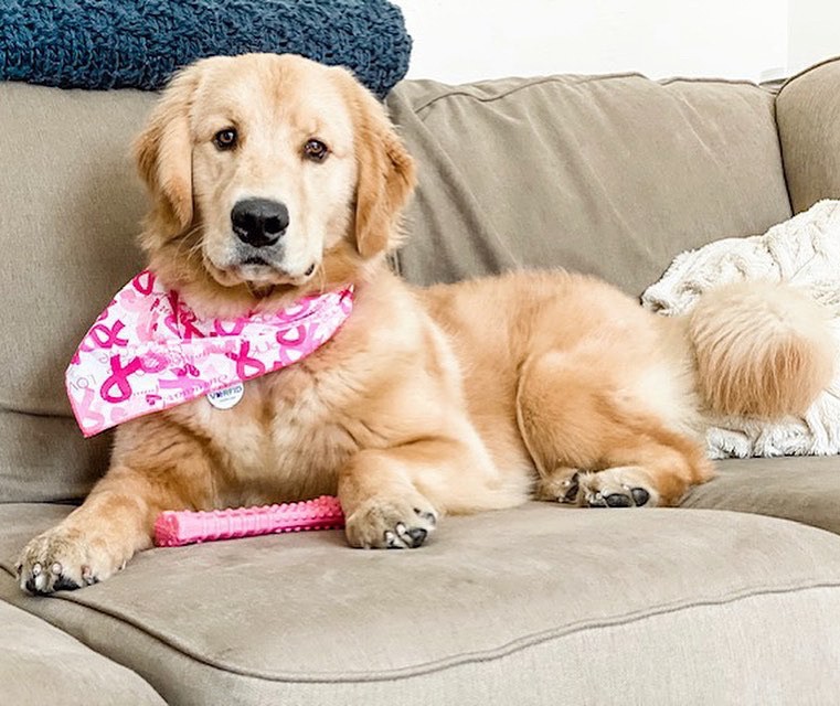 slide 4 of 10, Nylabone Breast Cancer Awareness Pink Power Chew Textured Dog Toy Chicken X-Large/Souper - 50+ lbs.(1 Count), 1 ct