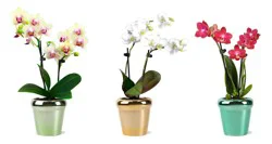 Mini Phalaenopsis Orchids In Ceramic Pot