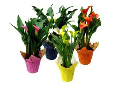 Blooming 6" Calla Lily