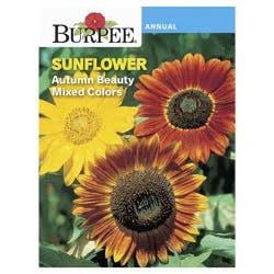 Burpee Sunflower, Autumn Beauty Mix