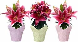 Lily Hybrid Oriental