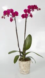 Color Orchids 5 Inch Phalaenopsis Orchid in Ceramic Pot