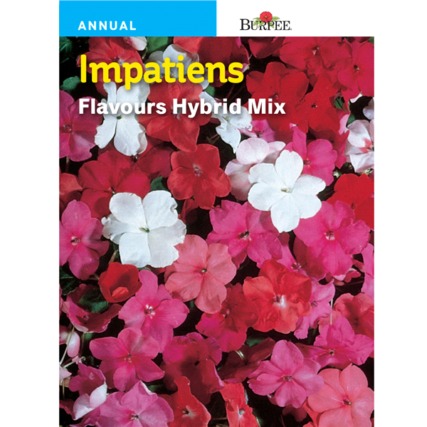 slide 1 of 1, Burpee Impatiens Flavours Hybrid Mix Seeds - Multi-Color, 1 ct