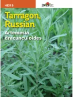Burpee Herb Tarragon, Russian