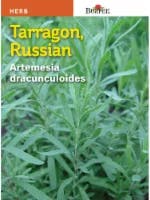 Burpee Herb Tarragon, Russian