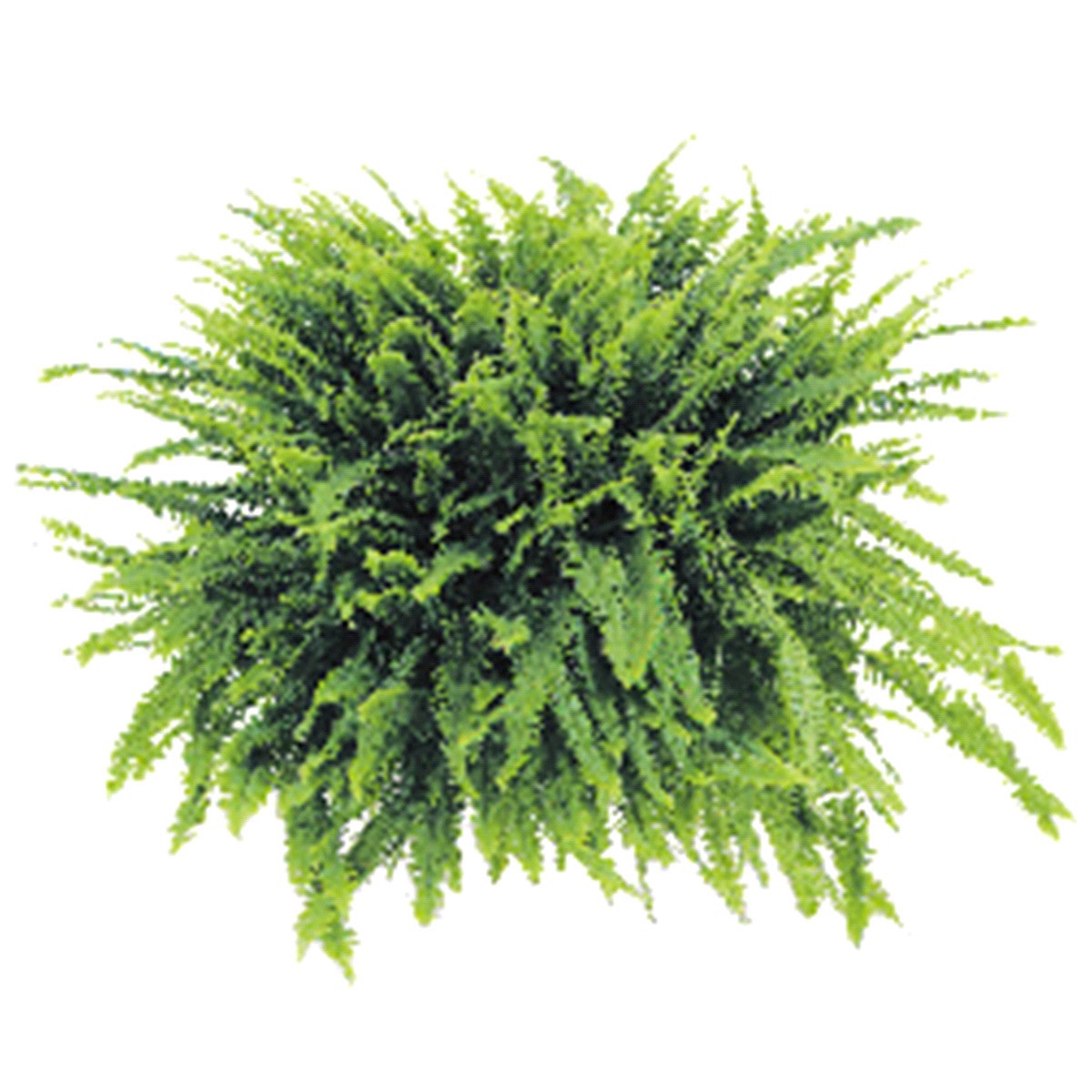 slide 1 of 1, Boston Fern Hanging Basket - 10 in, 10 in