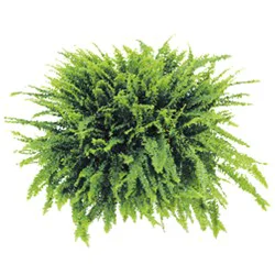 Boston Fern Hanging Basket - 10 in