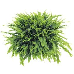 Boston Fern Hanging Basket - 10 in