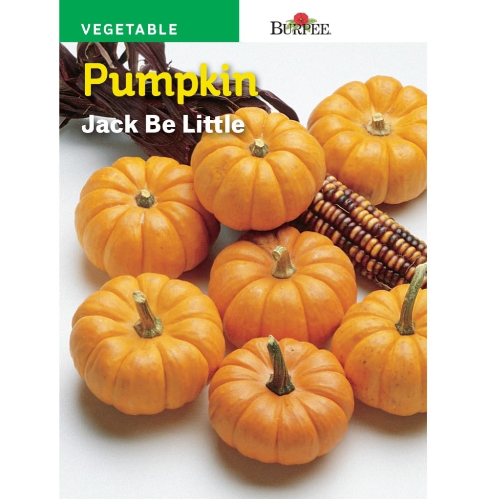 slide 1 of 1, Burpee Jack Be Little Pumpkin Seeds - Orange, 1 ct