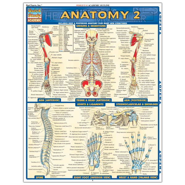slide 1 of 1, QuickStudy Guide, Anatomy 2, 1 ct