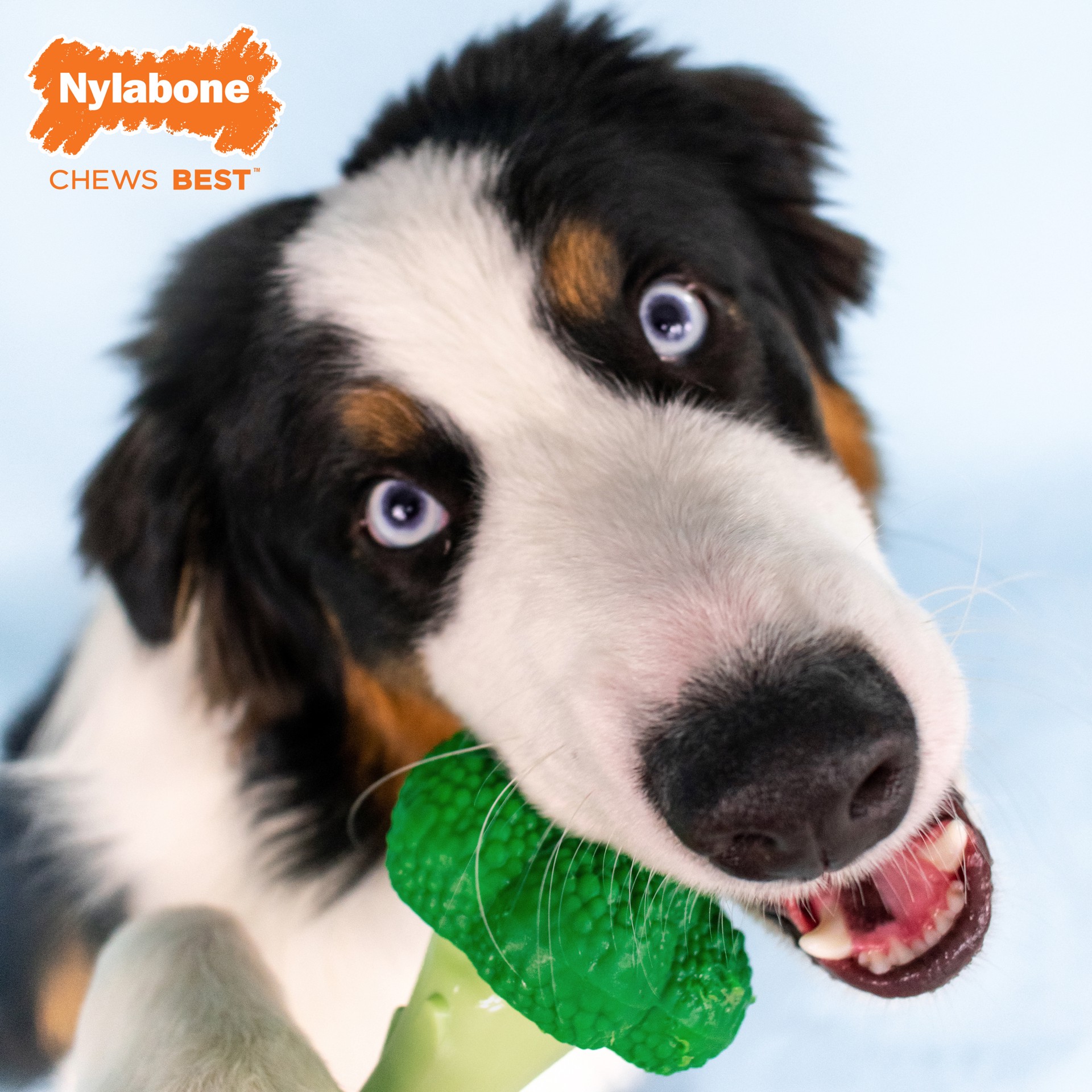 slide 6 of 10, Nylabone Power Chew Broccoli Dog Toy Bacon & Cheese Broccoli Large/Giant - Up to 50 lbs.(1 Count), 1 ct