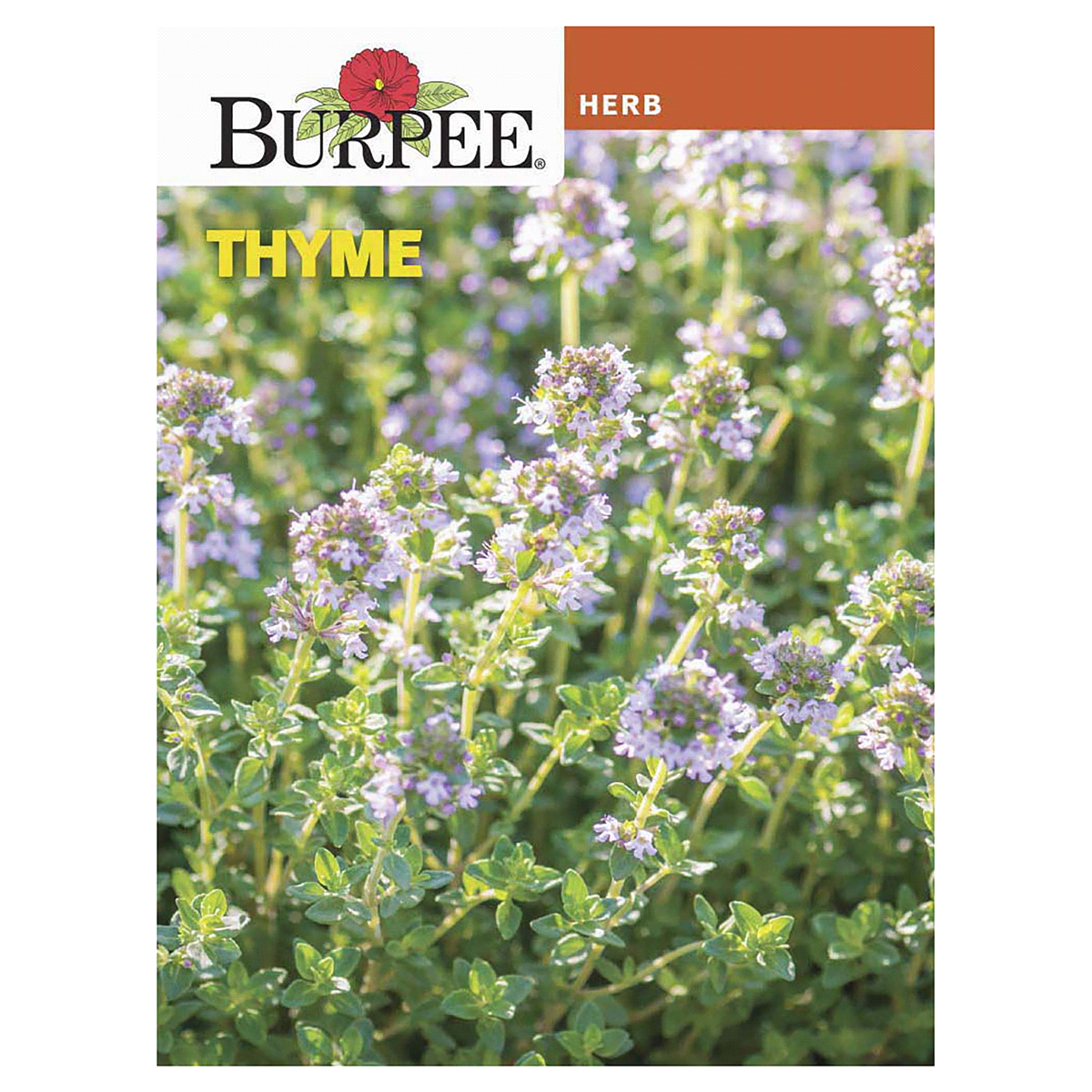 slide 1 of 5, Burpee Common Thyme Seeds, 1 ct