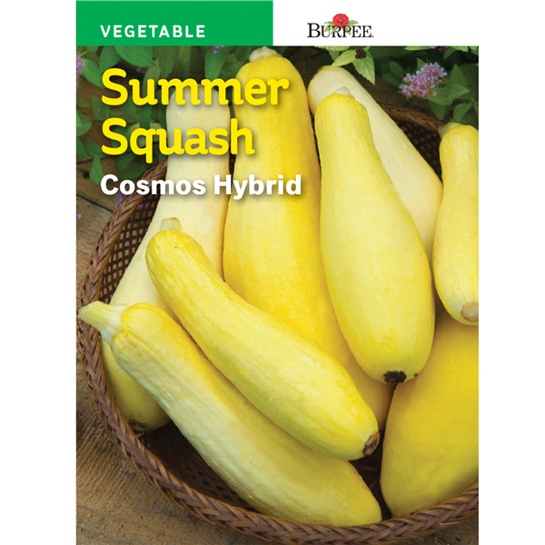 slide 1 of 1, Burpee Summer Squash Cosmos Hybrid Seeds, 1 ct