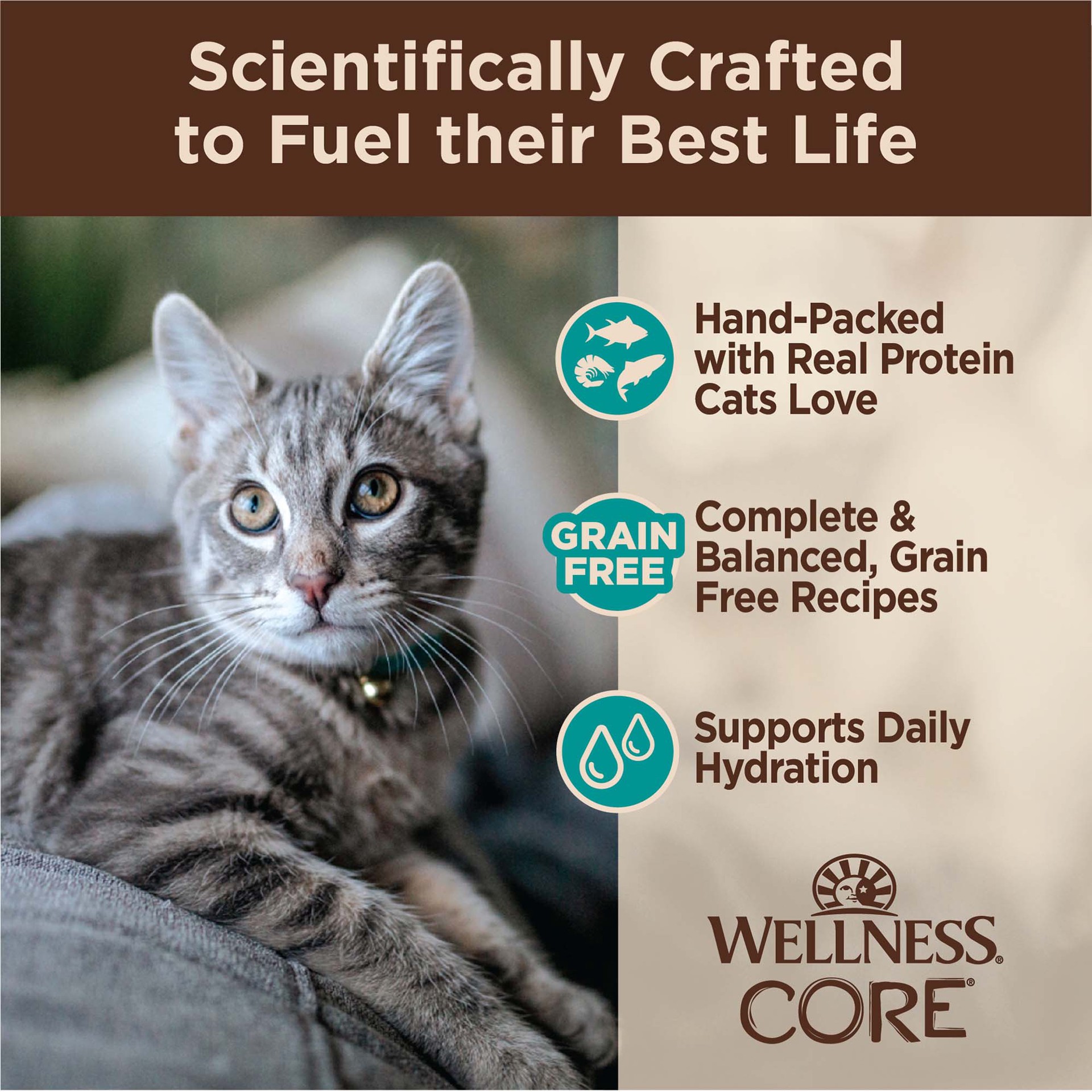 slide 2 of 5, Wellness CORE Signature Selects Natural Canned Grain Free Flaked Seafood Selection Cat Food Variety Pack, 5.3 oz., Count of 12, 1 ct
