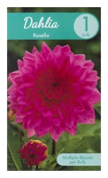 Charlie's Produce Dahlia Rosella 1 ct