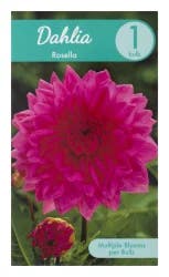 Charlie's Produce Dahlia Rosella 1 ct
