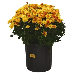 Rockwell Farms Fall Mums (Where Available)