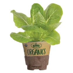 Bonnie Plants Organic Green Romaine Lettuce 19.3 oz