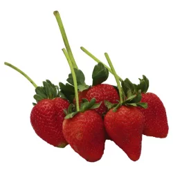 Driscoll's Strawberries Long Stem