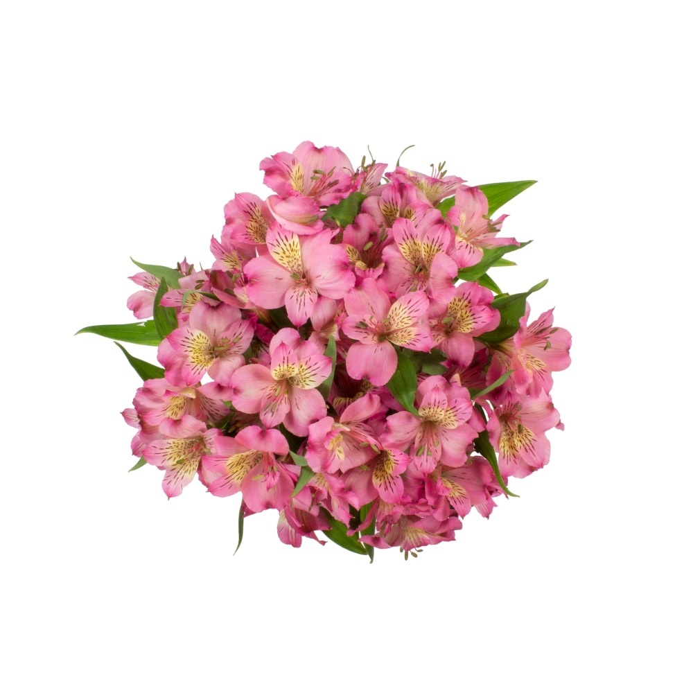 slide 1 of 1, Private Selection Alstoemeria Lily Bunch, 1 ct