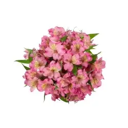 Private Selection Alstoemeria Lily Bunch