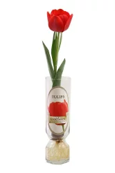Bloomaker Long Life Flower Tulips Versilles