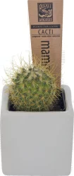 Charlie's Produce Plant, Mammillaria, Mini Cactus, White Ceramic, 2 in