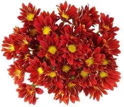Red/Orange Poms
