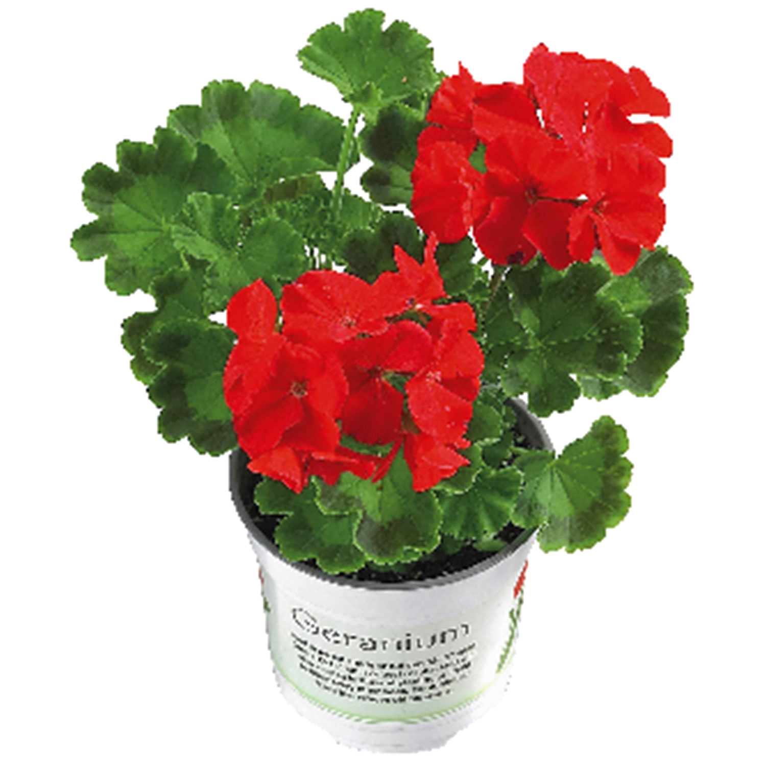 slide 1 of 1, 4" Geranium Available In Pink, White And Red., 4 pot