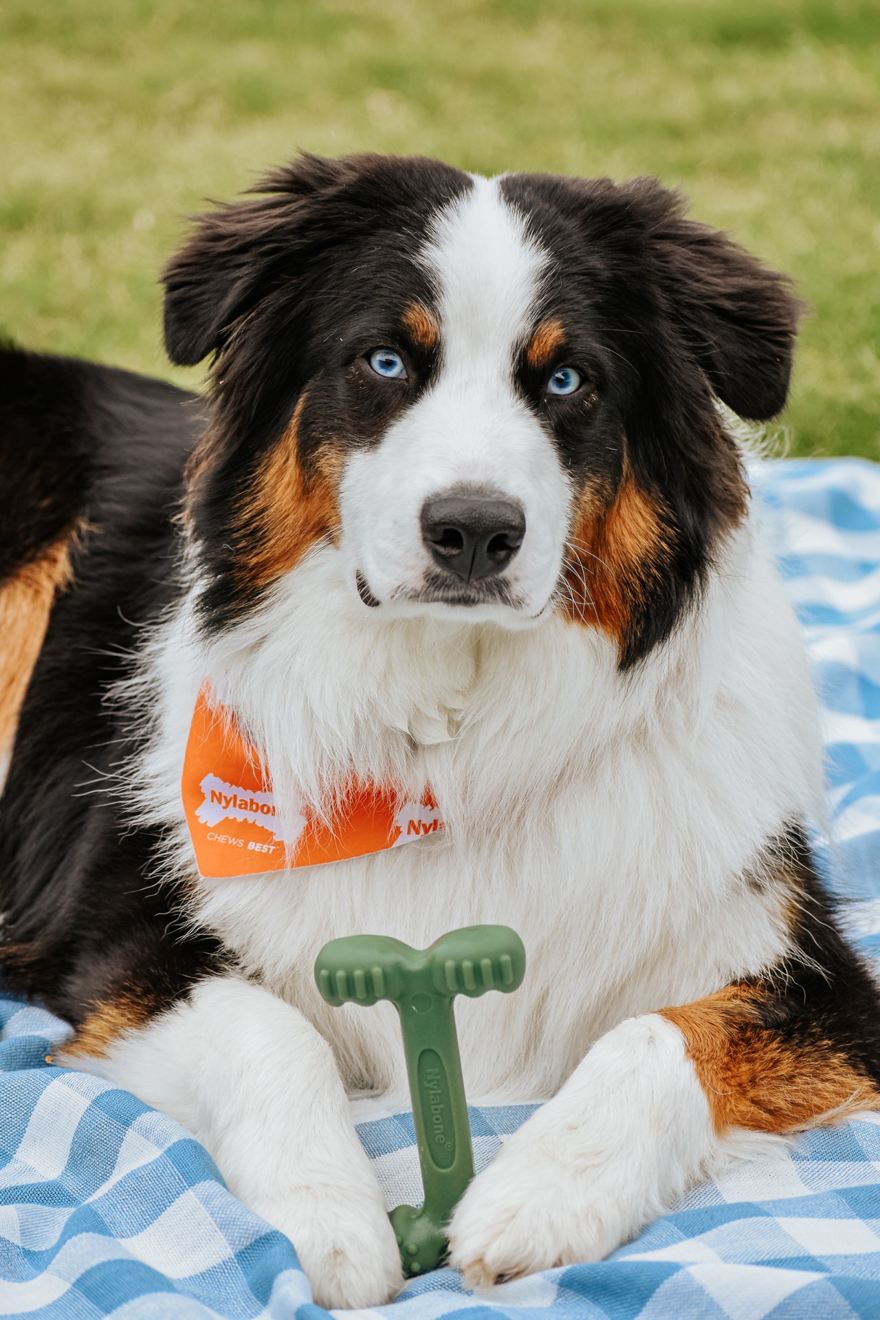 slide 2 of 9, Nylabone Power Chew Easy-Hold Dog Dental Chew Toy Bacon Large/Giant - Up to 50 lbs.(1 Count), 1 ct