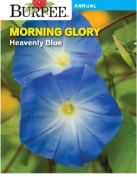 Burpee Heir Morning Glory Heavenly Blue