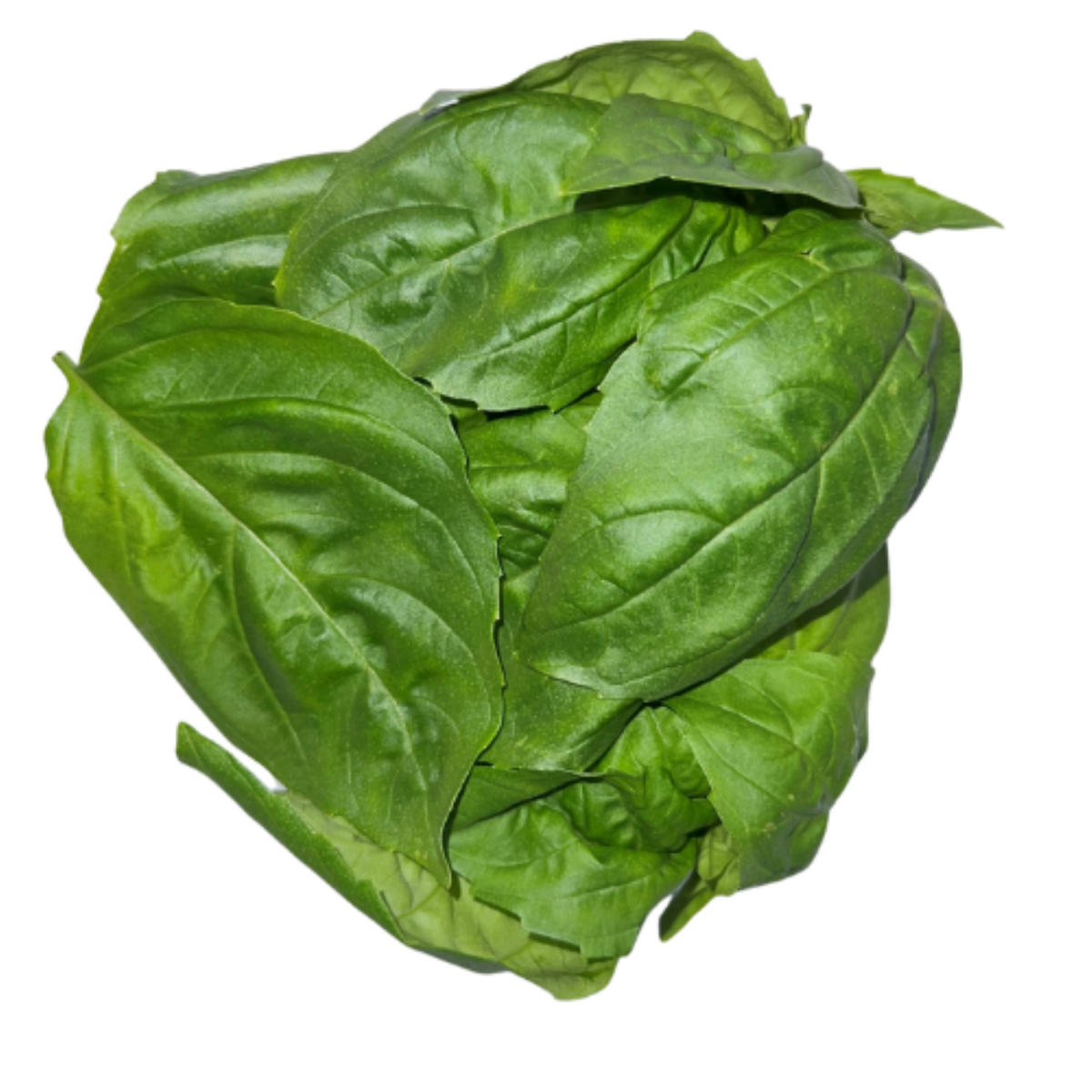 slide 4 of 5, Superbloom Farms Genovese Basil - 1.5 oz, 1.5 oz
