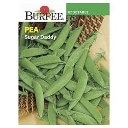 Burpee Heirloom Snap Pea Sugar Daddy