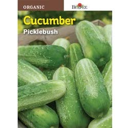 Burpee Cucumber, Picklebush