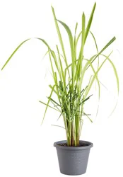 Bonnie Plants Lemongrass 8-inch