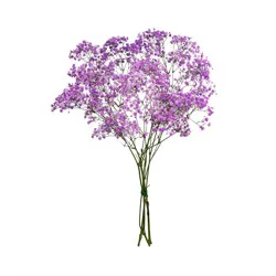 Mother's Day Tinted Gypsophila Fresh Flower Bouquet
