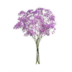 Mother's Day Tinted Gypsophila Fresh Flower Bouquet