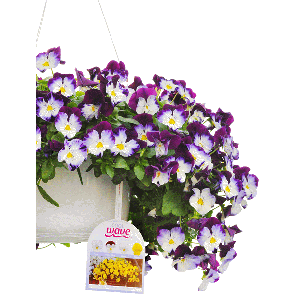 slide 1 of 1, Cool Wave Pansy Hanging Basket, 1 ct