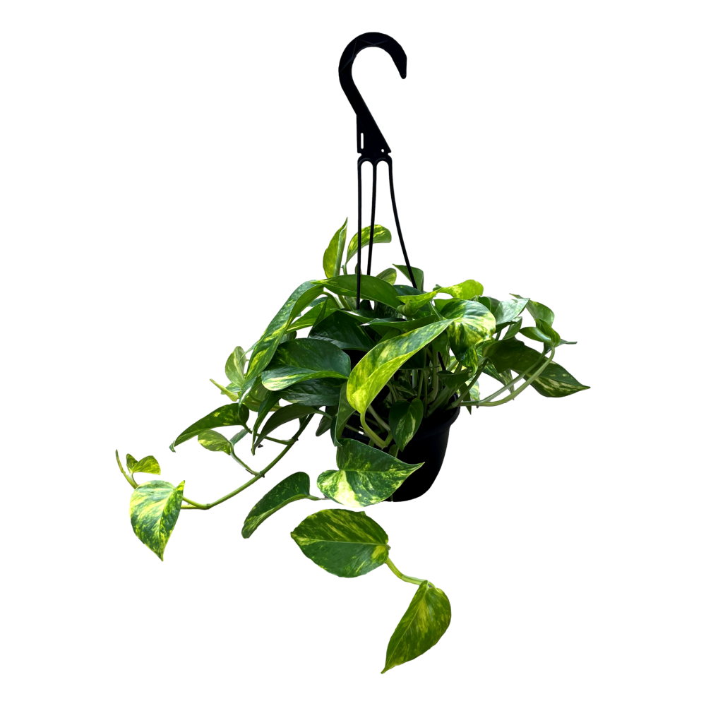 slide 1 of 1, Golden Potho Hanging Basket, 6 in