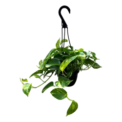 Golden Potho Hanging Basket