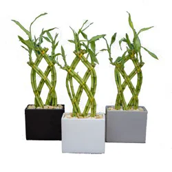 ArizonaEast Trellis Bamboo Planter