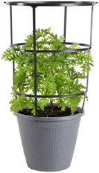 Bonnie Plants Citronella 2.5 gal