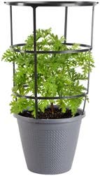 Bonnie Plants Citronella 2.5 gal