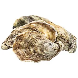 Oysters Pacific Medium Live Farmed - EA