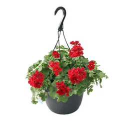 Floral Hanging Basket