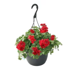 Floral Hanging Basket