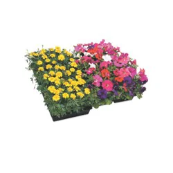 Fresh Marigold Solid Flat
