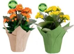 4'' Bicolor Kalanchoe